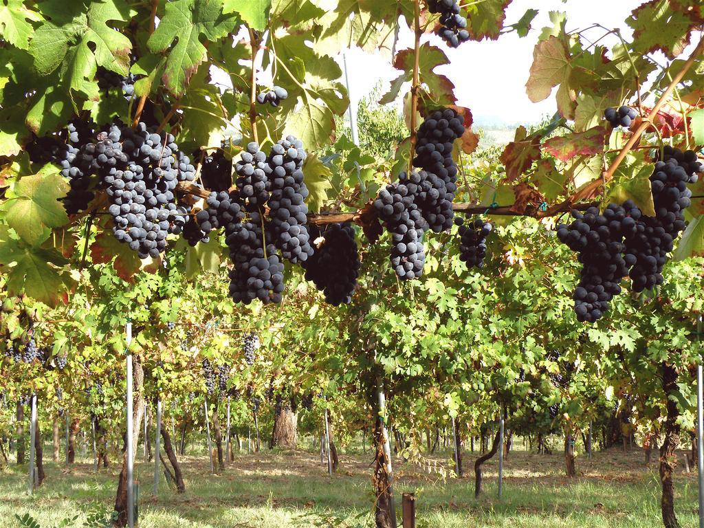 Agriturismo Ca' Isotta Castello di Serravalle Kültér fotó
